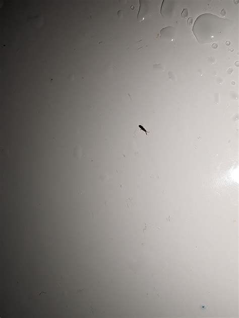 Image result for Spring Tails Colors