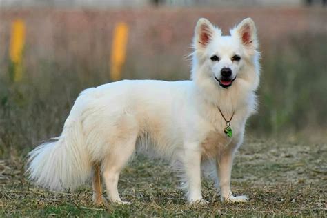 The Indian Spitz Dog Guide: Training, Grooming, Health Tips from Experts