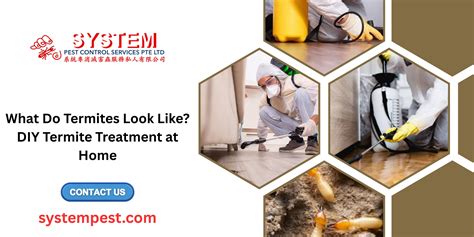 What Do Termites Look Like? DIY Termite Treatment at Home - System Pest