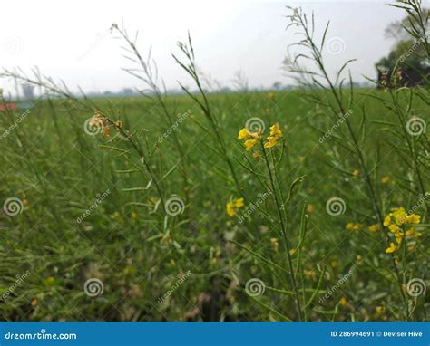 Mustard Plants Green Mustard Plant in the Field Stock Image - Image of ...