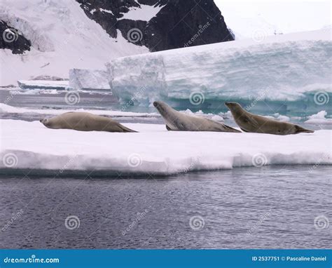 Seals in Antarctica stock image. Image of glace, pole - 2537751