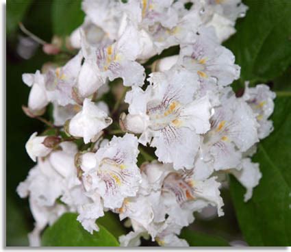 Cigar Tree 的图像结果