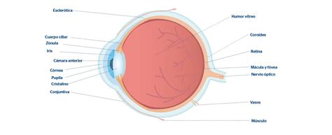 Cristalino del ojo: qué es, anatomía y funciones | Blog de Baviera