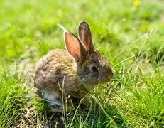Image result for How to Care for Wild Baby Rabbits