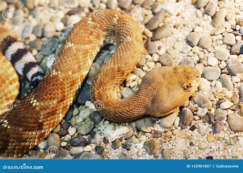 Red diamond rattlesnake. stock image. Image of pattern - 142961807