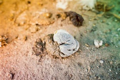 Image result for Types of Chicken Poop