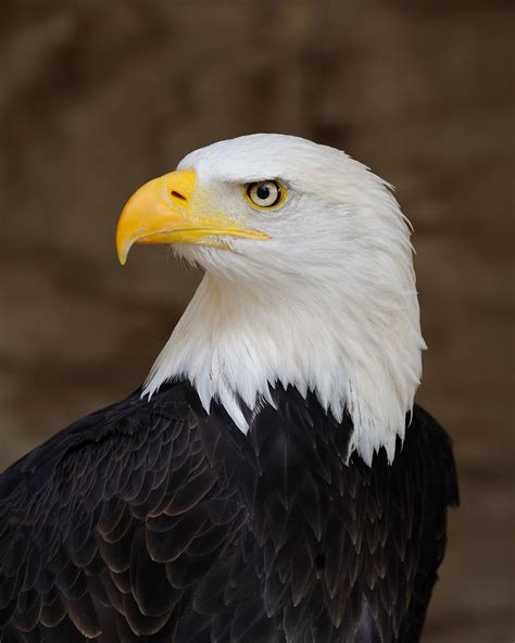 File:Bald Eagle Portrait.jpg - Wikipedia
