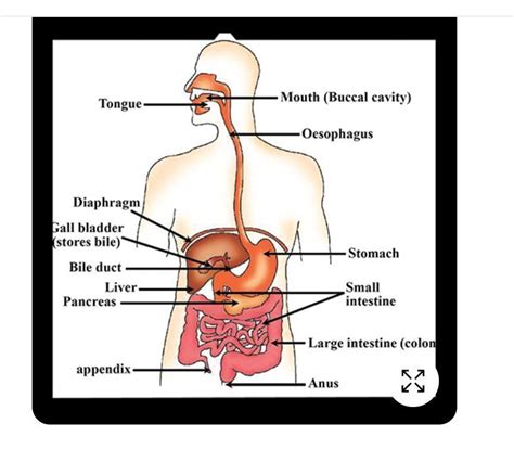draw a diagram of digestive system - Brainly.in