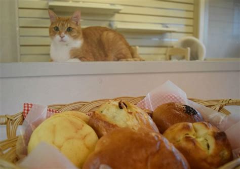 Image result for Fifth Grade Module Two Problem Set Eight Answer Key