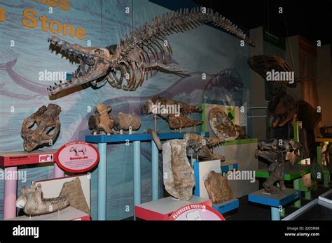 Image result for Extinct Sea Creatures