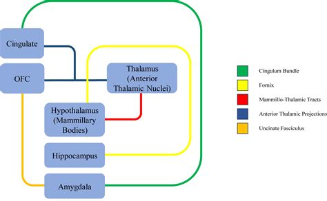 The Limbic System in Children and Adolescents With Attention-Deficit ...