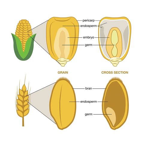 Whole grains - CIMMYT