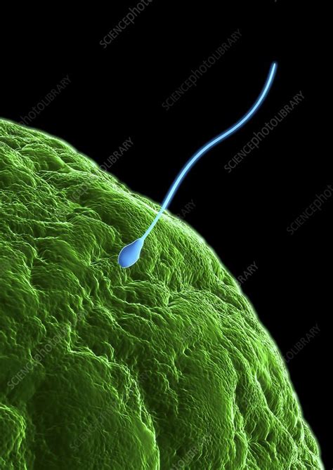 Image result for fertilisation