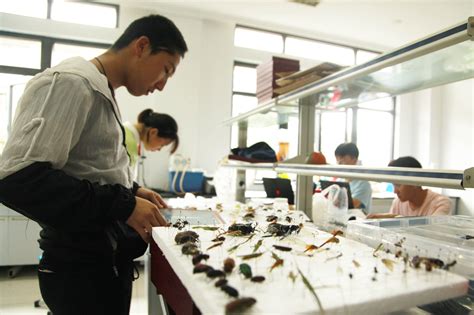 中工网：浙江农林大学大学生制作上万昆虫标本 打造“虫虫大军”-浙江农林大学