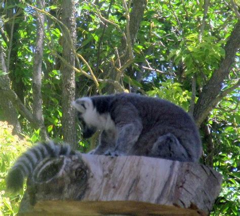 Lodi Micke Grove Zoo