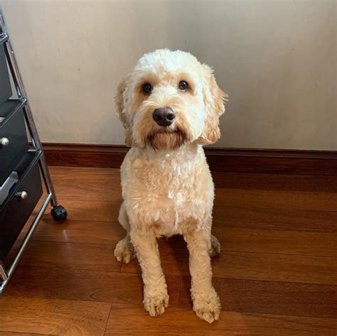 Image result for Cockapoo Waffle Dog