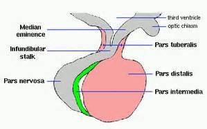 Image result for Thyroid Disease Classification Using Meachine Learning Algorithms