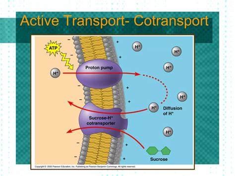 Passive and Active Transport | PPT