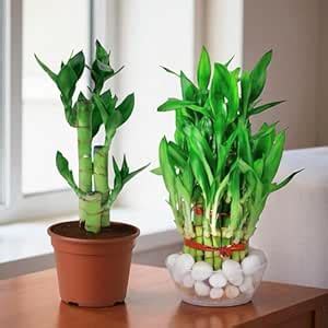 Amulya FARMS & NURSERY Amulya Farms Bamboo Three layer and Lotus Bamboo ...