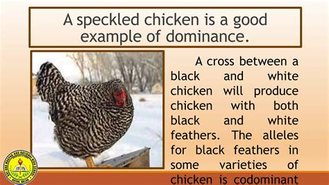 The Non-Mendelian Patterns of Inheritance- Week 5.pptx