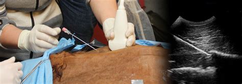 Equine Ultrasound-Guided Orthopaedic Injection Techniques & Therapies ...