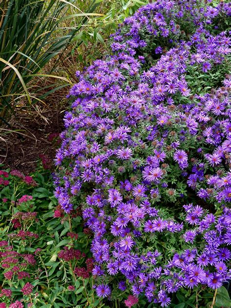 17 Easy-to-Grow Perennials for Colorful Blooms from Spring to Fall