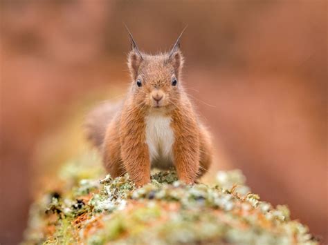 Download wallpaper background, protein, red, pet, section animals in ...