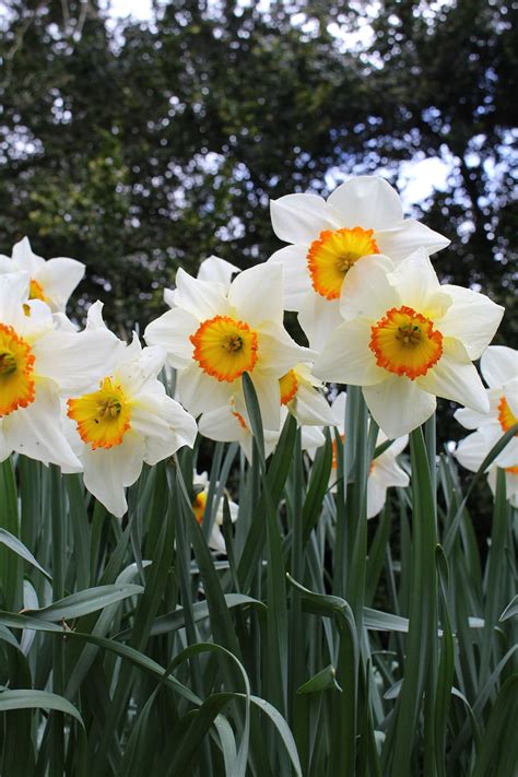 Flower 的图像结果