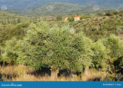 Greece, rural landscape stock image. Image of natural - 35546077