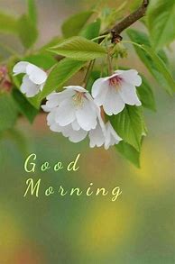 Image result for Good Morning with Spring Flowers Images