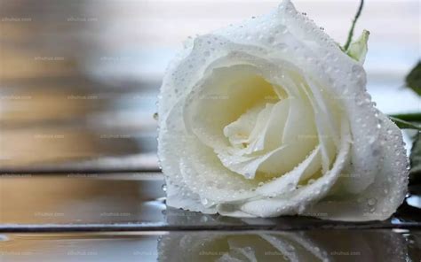 白玫瑰图片真实,白玫瑰图片素材 - 伤感说说吧