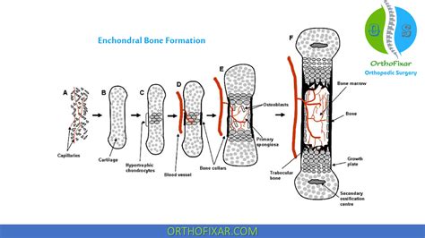 Image result for Process of Bone Formation