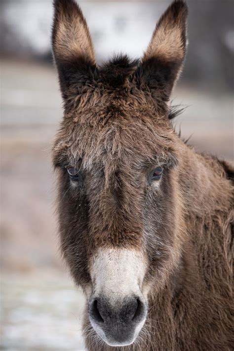 Donkey smiling Images - Free Download on Freepik