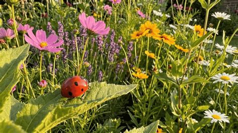 How to Attract Ladybugs to Your Garden Easily? - Seed Sheets