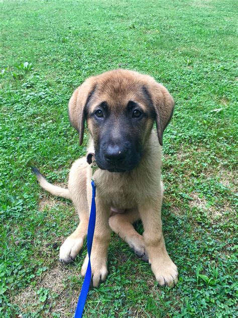 English Mastiff Shepherd Mix