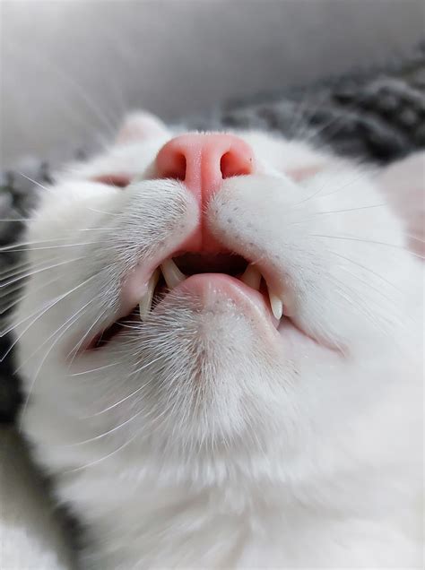 Why Do Cats Quiver Their Mouths? Decoding This Quirky Behavior