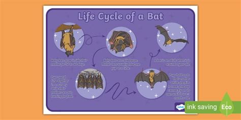 Life Cycle of a Bat Poster (teacher made) - Twinkl