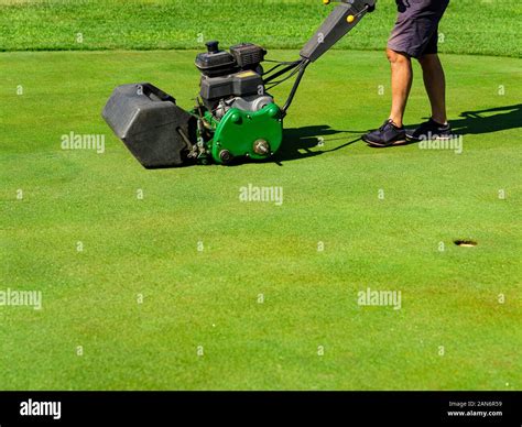 Maintenance of a putting green of a golf course Stock Photo - Alamy