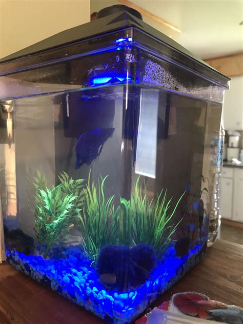 15 Gallon Fish Tank Canada - Wese Aquarium Fish