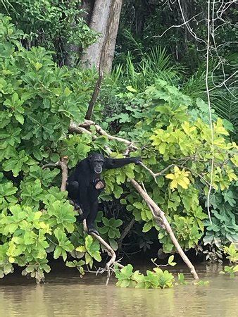 Ecotours Gambia (Kololi) - 2019 What to Know Before You Go (with Photos ...