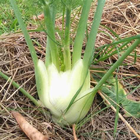 Florence Fennel 'Romanesco' (Foeniculum vulgare var. azoricum) organic ...