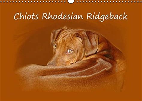 Buy Chiots Rhodesian Ridgeback 2016: Photographies de chiots de ...