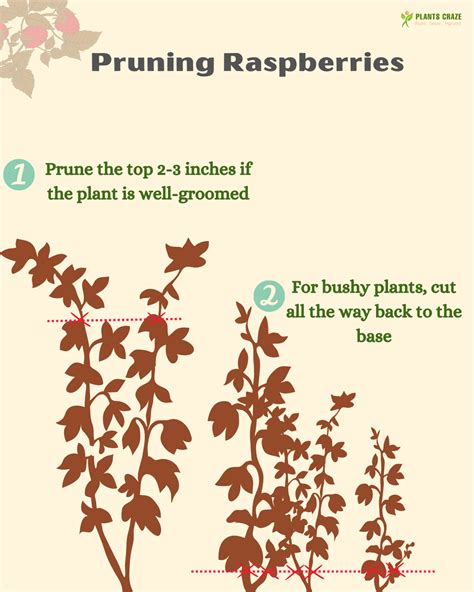 Image result for Raspberry Pruning Basics