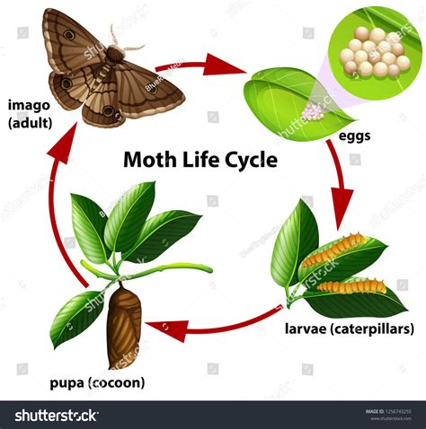 4+ Thousand Moth Life Cycle Royalty-Free Images, Stock Photos ...