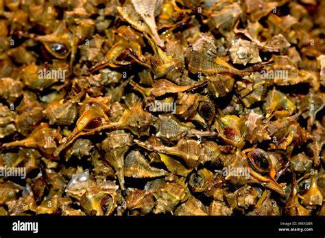 Image result for Conch Shell Food