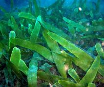 alga 的图像结果