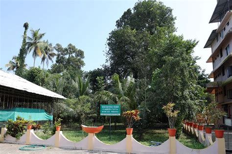 Pharmacy Colleges in Kerala | B. Pharm Lesson Plan - Herbal Garden