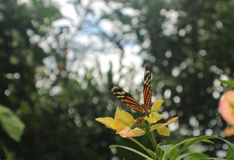 Image result for Flutter Webview Source Code