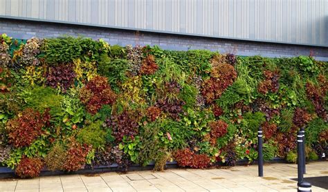 Living Wall Home Kit at Hazel Anderson blog