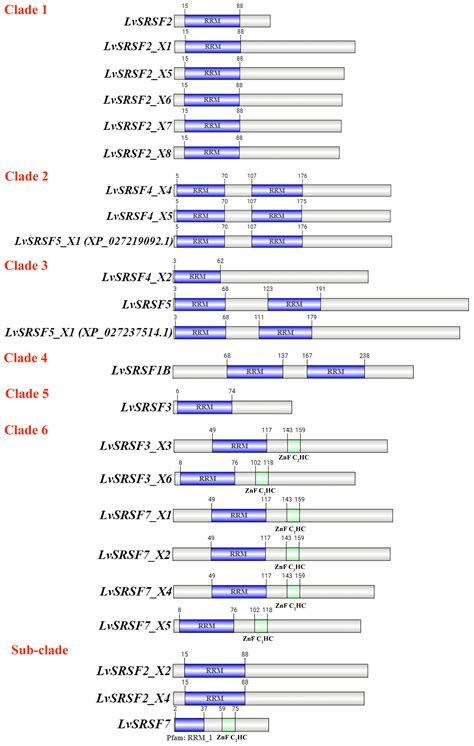 The Involvement of LvSRSF2 in Circular RNA Biogenesis and Its Role in ...
